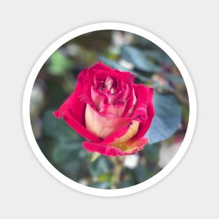 Rose in Spring Magnet